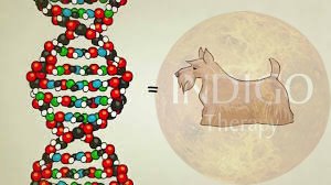 ¿Qué es el ADN y Cómo Funciona?